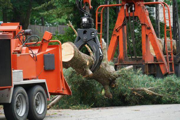 Best Professional Tree Care  in Desert Hot Springs, CA